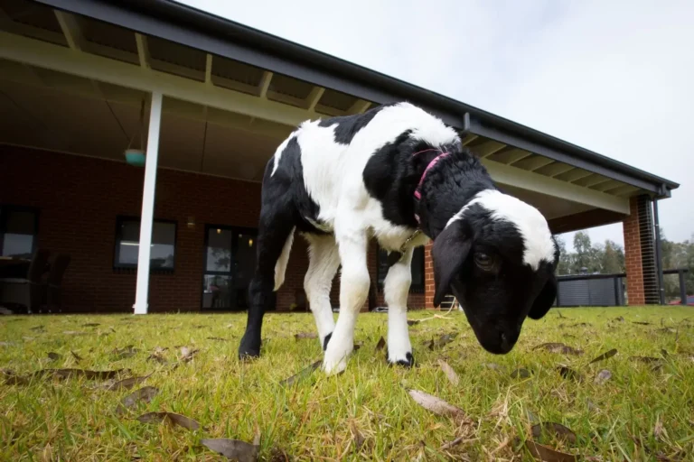 22-visit-with-the-animals-Nancy-Sheep