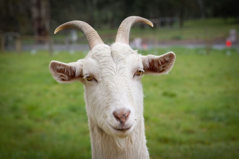 23-Billy-Goat