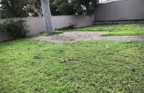 back garden