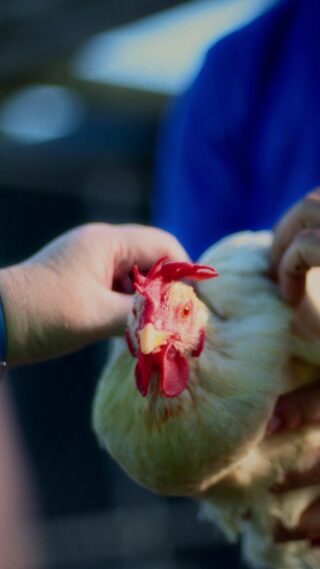 🐔 Chickens, smiles and good company. 💙👉Read more about our lastest campaign via Linktree in bio#CaraPossibilityServices #WhereDisabilityIsDifferent